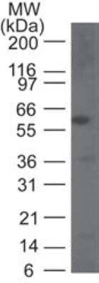 Western Blot: Caspase-9 Antibody [NB100-56121]