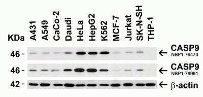 Western Blot: Caspase-9 AntibodyBSA Free [NBP1-76961]
