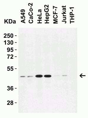 Western Blot: Caspase-9 AntibodyBSA Free [NBP1-76961]