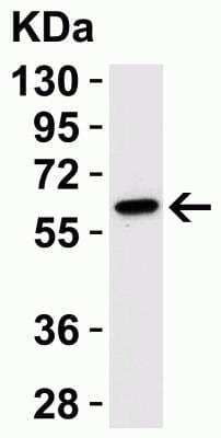 Western Blot: Caspase-9 AntibodyBSA Free [NBP1-76961]