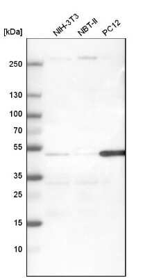 Western Blot: Caspase-9 Antibody [NBP1-90142]