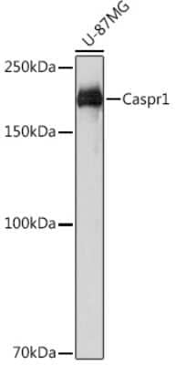 Western Blot: Caspr1 Antibody (8O5H6) [NBP3-16262]