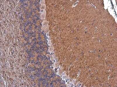 Immunohistochemistry-Paraffin: Caspr1 Antibody [NBP3-13184]
