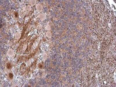 Immunohistochemistry-Paraffin: Caspr1 Antibody [NBP3-13184]