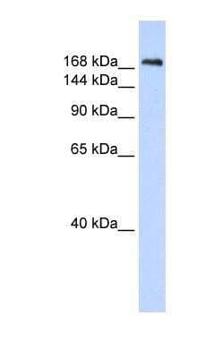 Western Blot: Caspr1 Antibody [NBP1-59251]