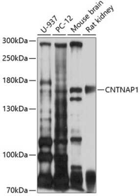 Western Blot: Caspr1 AntibodyBSA Free [NBP2-91994]