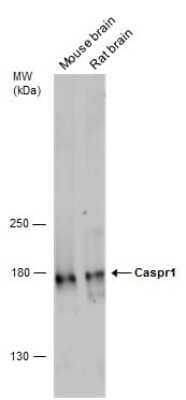 Western Blot: Caspr1 Antibody [NBP3-13184]