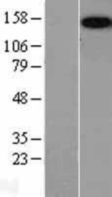 Western Blot: Caspr2 Overexpression Lysate [NBL1-09338]