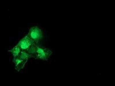 Immunocytochemistry/ Immunofluorescence: Catalase Antibody (OTI1B8) - Azide and BSA Free [NBP2-70342]