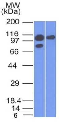 Western Blot: Catenin alpha 1 Antibody (1G5)Azide and BSA Free [NBP2-54533]