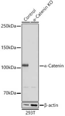 Knockout Validated: Catenin alpha 1 Antibody (9O1V3) [NBP3-15613]