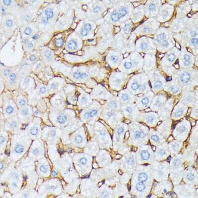 Immunohistochemistry-Paraffin: Catenin alpha 2 Antibody - Azide and BSA Free [NBP2-92753]