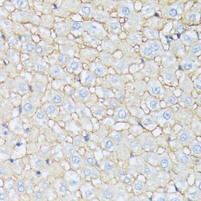 Immunohistochemistry-Paraffin: Catenin alpha 2 Antibody - Azide and BSA Free [NBP2-92753]