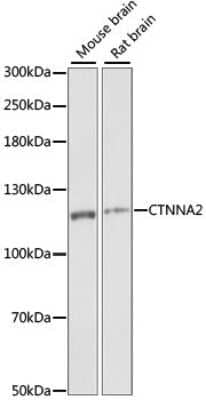 Western Blot: Catenin alpha 2 AntibodyAzide and BSA Free [NBP2-92753]