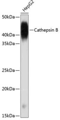 Western Blot: Cathepsin B Antibody (6I5D7) [NBP3-15614]