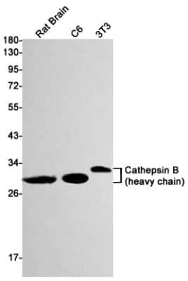 Western Blot: Cathepsin B Antibody (S08-7H4) [NBP3-14882]