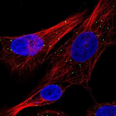 Immunocytochemistry/ Immunofluorescence: Cathepsin C/DPPI Antibody [NBP2-55936]