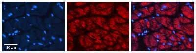 Immunohistochemistry-Paraffin: Cathepsin C/DPPI Antibody [NBP3-10659]