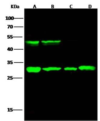 Western Blot: Cathepsin D Antibody (010) [NBP2-90119]