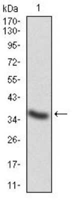 Western Blot: Cathepsin D Antibody (2H4H5)BSA Free [NBP2-52451]