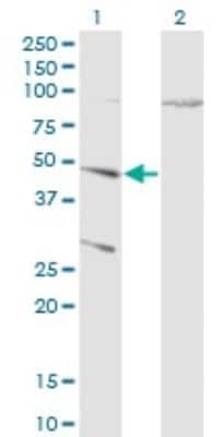 Western Blot: Cathepsin D Antibody (3F12-1B9) [H00001509-M01]