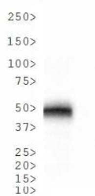 Western Blot: Cathepsin E Antibody [NB400-152]
