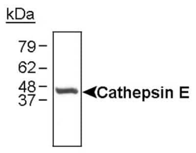 Western Blot: Cathepsin E Antibody [NB400-152]