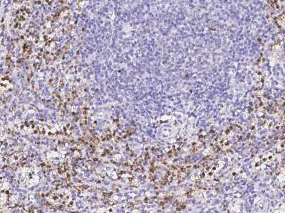 Immunohistochemistry-Paraffin: Cathepsin G Antibody [NBP2-99088]