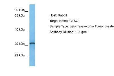 Western Blot: Cathepsin G Antibody [NBP2-87127]