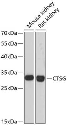 Western Blot: Cathepsin G AntibodyAzide and BSA Free [NBP2-92713]