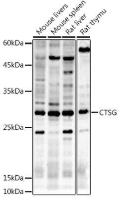Western Blot: Cathepsin G AntibodyAzide and BSA Free [NBP2-92789]