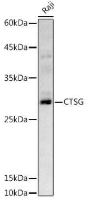 Western Blot: Cathepsin G AntibodyAzide and BSA Free [NBP2-92789]