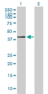 Western Blot: Cathepsin H Antibody [H00001512-B01P]