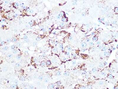 Immunohistochemistry-Paraffin: Cathepsin L/V/K/H Antibody (2Q10F10) [NBP3-16524]