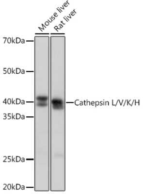 Western Blot: Cathepsin L/V/K/H Antibody (2Q10F10) [NBP3-16524]