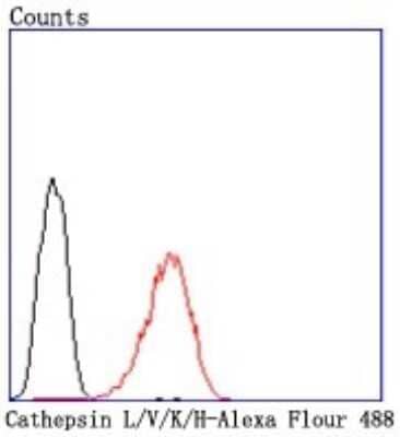 Flow Cytometry: Cathepsin L/V/K/H Antibody (JM10-78) [NBP2-67216]