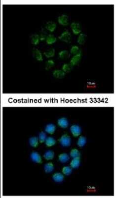Immunocytochemistry/ Immunofluorescence: Cathepsin O Antibody [NBP2-15726]
