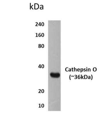 Western Blot: Cathepsin O Antibody (MM0131-9G31)Azide and BSA Free [NBP2-12083]