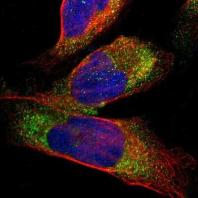 Immunocytochemistry/ Immunofluorescence: Cathepsin S Antibody [NBP1-85807]
