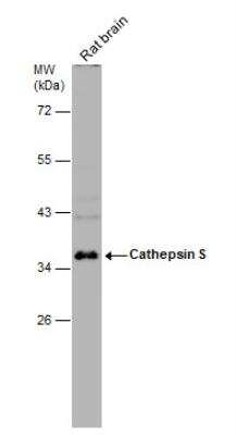 Western Blot: Cathepsin S Antibody [NBP1-31434]