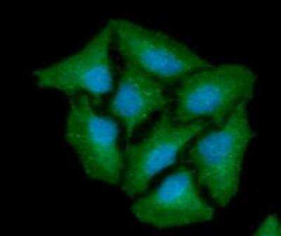 Immunocytochemistry/ Immunofluorescence: Cathepsin X/Z/P Antibody (6G11) - BSA Free [NBP2-31211]