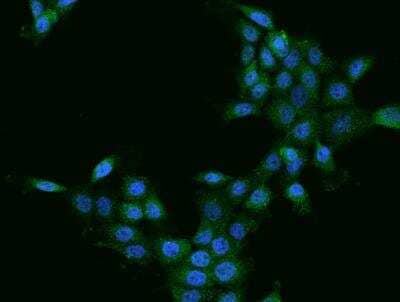 Immunocytochemistry/ Immunofluorescence: Cathepsin Z Antibody [NBP3-06499]