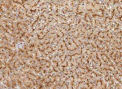 Immunohistochemistry-Paraffin: Cathepsin Z Antibody [NBP3-05907]