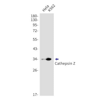 Western Blot: Cathepsin Z Antibody (S09-9J9) [NBP3-19594]