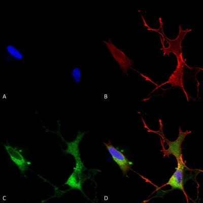 Immunocytochemistry/ Immunofluorescence: Cav1.2 Antibody (S57) [NBP1-22439]