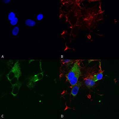 Immunocytochemistry/ Immunofluorescence: Cav1.3 Antibody (S48) [NBP2-12893]