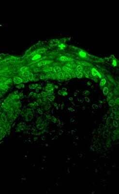 Immunohistochemistry: Cav1.3 Antibody (S48) [NBP2-12893]