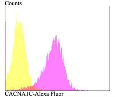 Flow Cytometry: Cav1.2 Antibody [NBP2-76914]