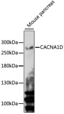 Western Blot: Cav1.3 AntibodyAzide and BSA Free [NBP2-92203]