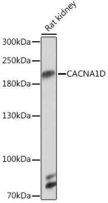 Western Blot: Cav1.3 AntibodyAzide and BSA Free [NBP3-15489]